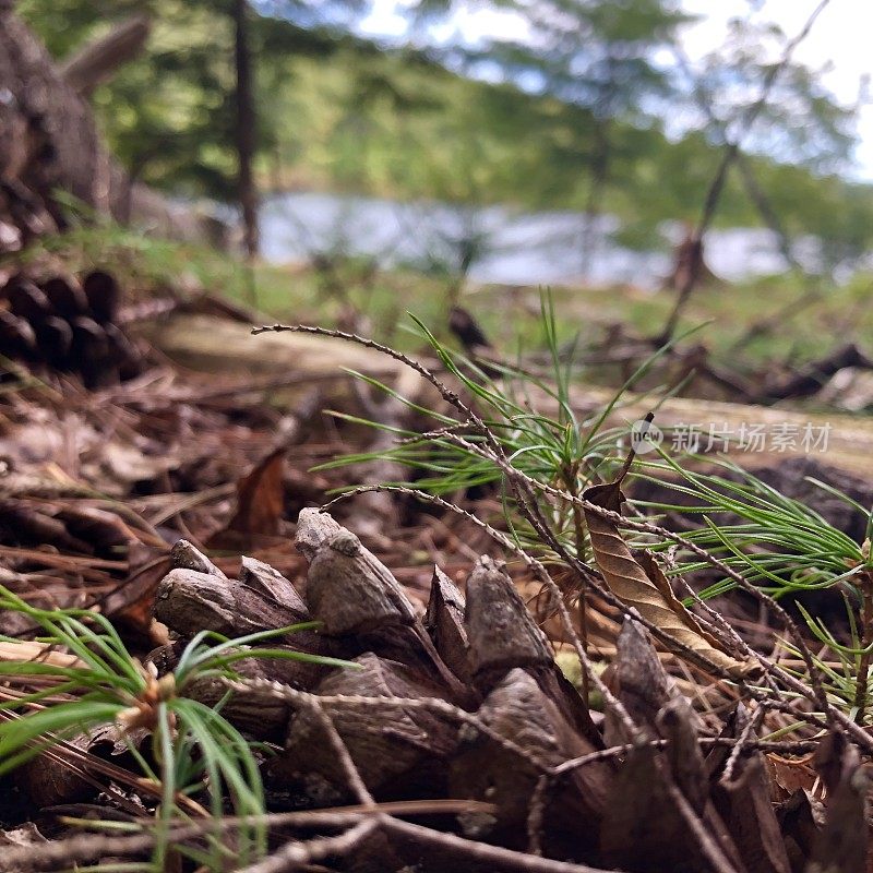 Scenes from a Forest  - Northeast USA - Ant’s Eye View